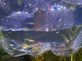 Cherry Shrimp Neocaridina Shrimp Red Yellow Blue Skittles Mix X10 Shrimp