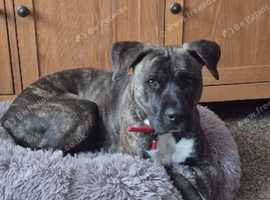 A gorgeous mastiff cross
