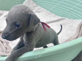 Beautiful Blue Whippets puppies