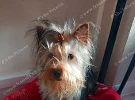 Yorkshire terrier