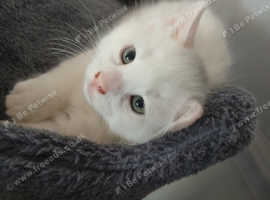 Kitten
