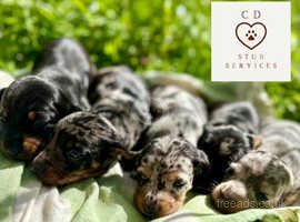 PRA Clear KC Reg Miniature Dachshund Puppies
