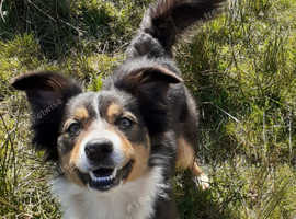 Herding Welsh sheepdog
