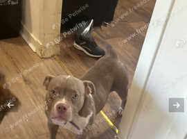URGENT REHOMING