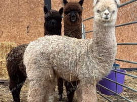 3 yearling alpaca girls