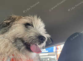 Kids Family Dog