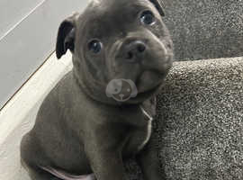 Last male blue staffy puppy for sale