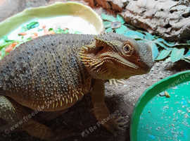 Lizards for sale near cheap me