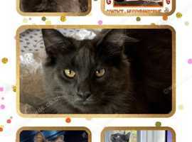 Missing Norwegian forest cat