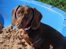 Female chocolate dachshund