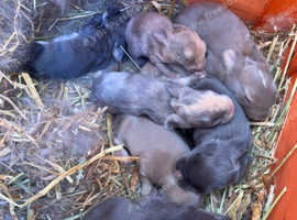 Rex babies - available on the 29-06-2025