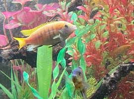 Malawi cichlids
