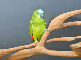 Baby Blue fronted Amazon talking parrots,23