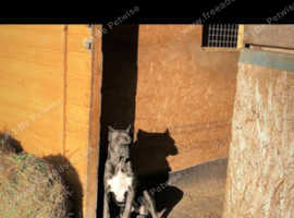 ** Kangal x Cane Corso - One Puppy only **