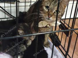 CROSS BENGAL KITTENS FOR SALE