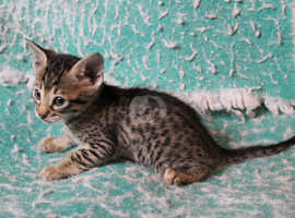 Male Savannah kitten