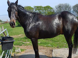 WANTED WANTED ( pic is of my horse)Super safe but not a plod
