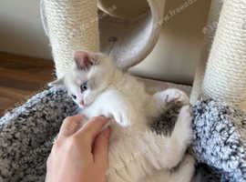Ragdoll kitten