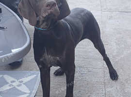 11 month old duke
