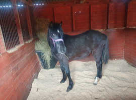 Beautiful Black Welsh section c filly
