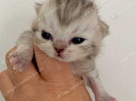Silver Tabby  British Shorthair Female