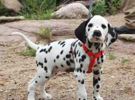 Dalmatian Dogs And Puppies For Sale And Rehome Uk Find Dogs And