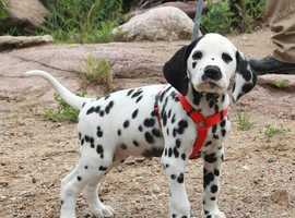 dalmatian puppies newcastle