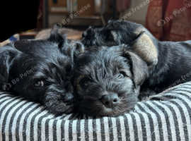 Miniature Schnauzers