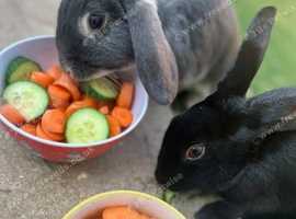 Two female rabbits to be homed