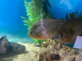 six red belly piranha sub adult