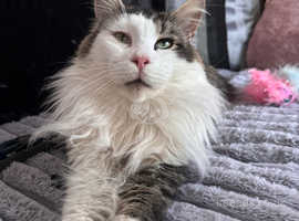 Active Tica Male Maine Coon In Par PL On Freeads Classifieds Maine Coons Classifieds