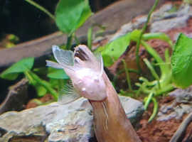 Bristlenose Plecos Long and Short fin