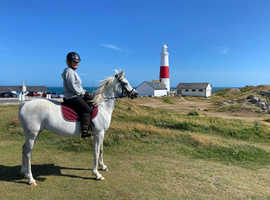 Beautiful 14.1, 7yrs,  grey arab mare
