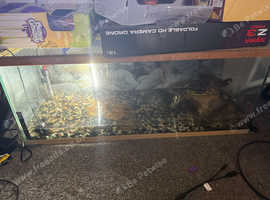 2 turtles