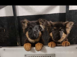 Long haired straight backed on sale german shepherd puppies for sale