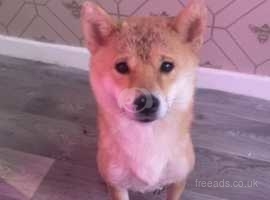 Female shiba store inu for sale