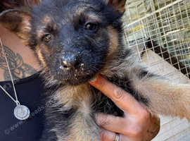 Beautiful German Shepherd Pups