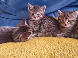 3 absolutely lovely kitties