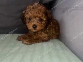 Beautiful Cavapoo Puppies