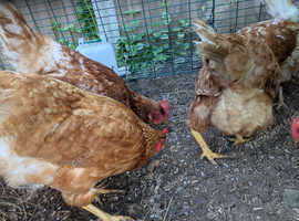 5 hybrid chickens 2 rhode island reds and 3 warrens