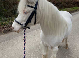 Cute pony looking for a forever home