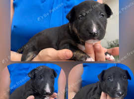 Outstanding KC English Bull Terrier puppies