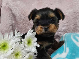 Adorable Yorkshire Terriers puppies