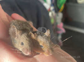 Baby mice for sale £1