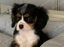 Beautiful Tri Cavalier King Charles Puppy