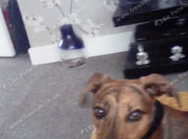 Lurcher Dogs And Puppies For Sale And Rehome In Wiltshire Find
