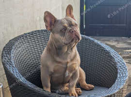 Stud Kc registered isabella new shade French bulldog