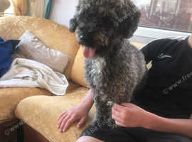Bob is beautiful toy poodle male for sale