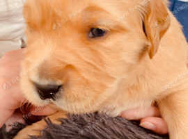 Gorgeous golden retriever litter