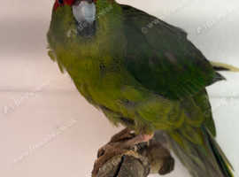 Kakariki 2024 Male